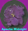 apache midnight.jpg (8552 bytes)
