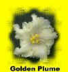 golden plume web.jpg (4384 bytes)