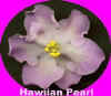 hawiian pearl.jpg (8993 bytes)