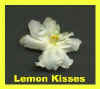 lemon kisses.jpg (7342 bytes)